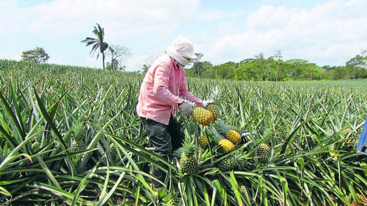 Analizan agroquímicos en producción de piña | La Prensa Panamá