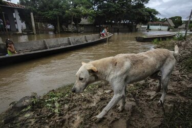 Temor a propagación enfermedades en Amazonia de Bolivia tras lluvias