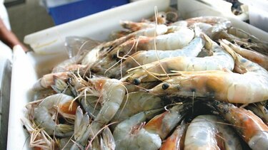 Exportaciones solo llegaron a $288.4 millones