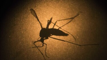 Se han invertido 7 millones de dólares para combatir el virus del zika