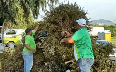 Recolectan arbolitos navideños en la vía Centenario