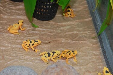 En diciembre se espera el nacimiento de ranas doradas en cautiverio