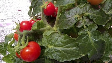 Tomates italianos del futuro para astronautas