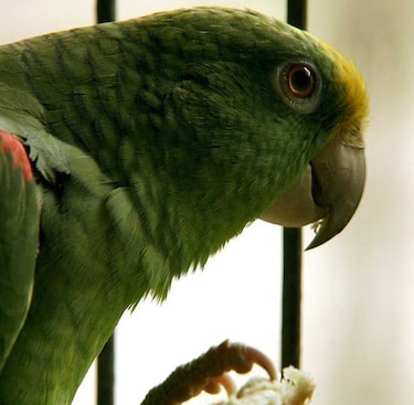 Demuestran que algunos pájaros tienen más neuronas que los primates