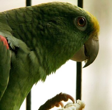 Demuestran que algunos pájaros tienen más neuronas que los primates