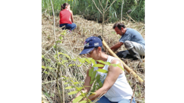 Campaña de   reforestación busca 100 mil   voluntarios