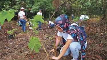 Voluntarios reforestan 80 mil hectáreas en el país