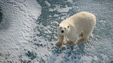 Por qué algunos osos polares están ‘más gordos y sanos’ a pesar del derretimiento del hielo marino