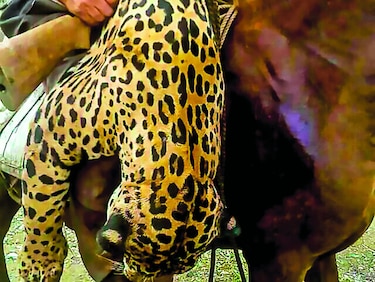 Felinos, educación y conservación