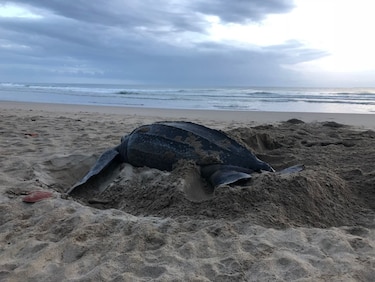 ¿Qué dice el informe sobre la situación en playa Morrillo elaborado por Miambiente?