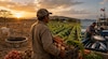 El Niño dibuja tres escenarios para el agro panameño