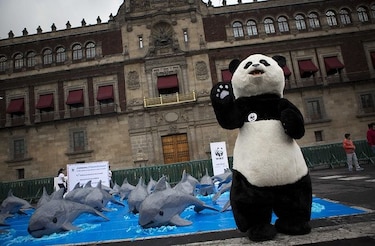 Vaquitas marinas llegan a plaza principal de México a pedir su conservación