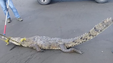 Rescatan cocodrilo en playa de Guararé