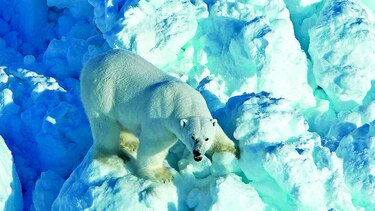 Osos polares en riesgo por el cambio climático