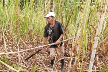 Etanol, un aditivo de doble impacto