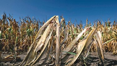Alemania busca mercados de granos desde África a México