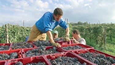Disputa comercial afecta venta de fruta chilena