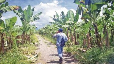 Sembrarán plátano en las bananeras