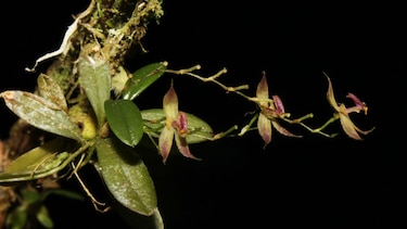 Descubren en selva de Perú una nueva especie de orquídea