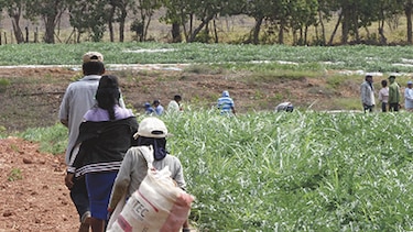 Las cucurbitáceas se mudan de Azuero