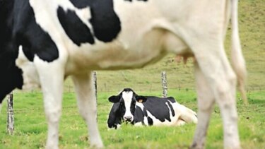 Mayor productor de leche de EU sigue perdiendo valor