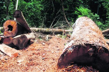 Lucha contra la deforestación requiere de miles de millones de dólares
