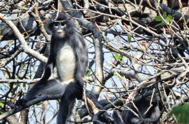 Descubren una nueva especie de primates en Birmania