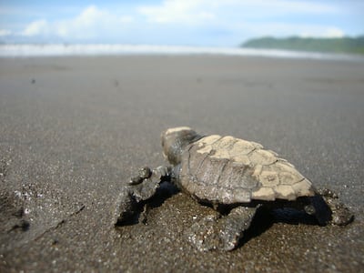 El camino de las tortugas: de los viveros de Punta Chame al océano