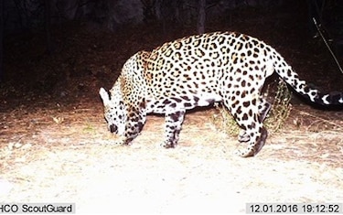Graban en video a jaguar silvestre en Estados Unidos