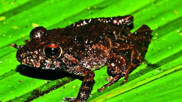 Por la conservación de los anfibios