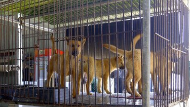 El dilema de Corea del Sur sobre qué hacer con medio millón de perros tras prohibir el consumo de su carne