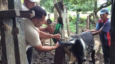 Médicos veterinarios reciben propuesta de ministerios tras su paro
