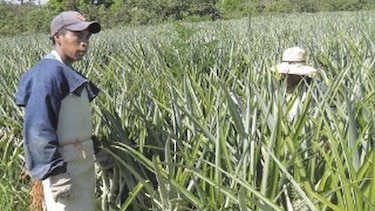 Chiriquí produce una piña muy dulce