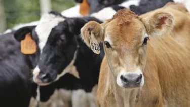 Cae financiamiento agropecuario