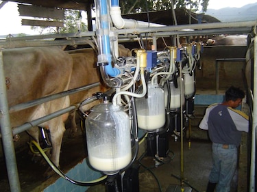 Verano fuerte y un menor consumo golpean la producción láctea