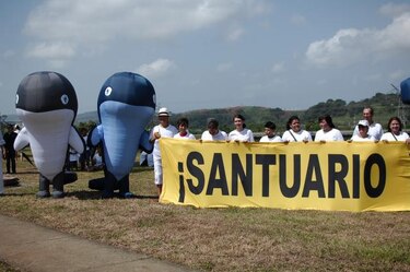 Países asiáticos, en contra de caza de ballenas de Corea del Sur