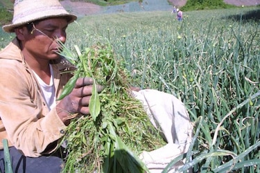 Actuar contra el hambre de inmediato: Oxfam