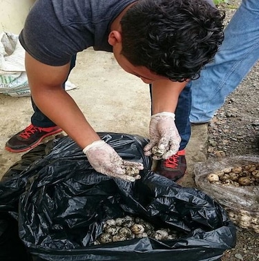Multan a traficante de huevos de tortuga en Los Santos