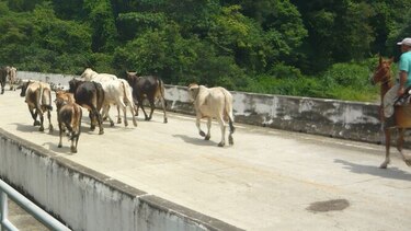 Productores se declaran en alerta para evitar hurtos en carnaval