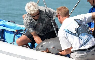 Crece riesgo de extinción de vaquita marina en México al fracasar rescate