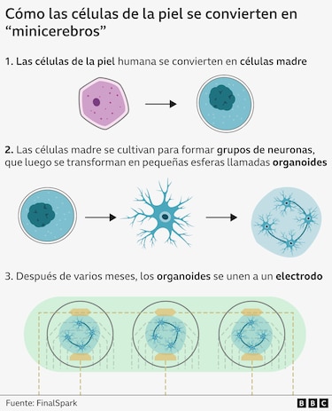 Los minicerebros humanos desarrollados por científicos para "alimentar" computadoras