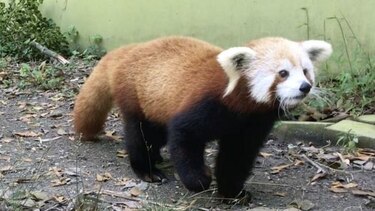 Un panda rojo se extravía en el Zoológico de Virginia