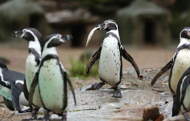 Se roban un pingüino en un zoológico de Alemania