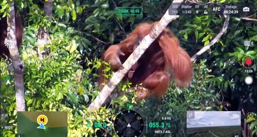 Cómo las cámaras térmicas y la IA de los drones ayudan a actualizar el censo de orangutanes