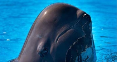 Muere Fredi, una de las ballenas piloto del parque SeaWorld de Orlando