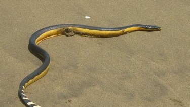 Sinaproc detecta serpientes marinas en playa de Los Santos