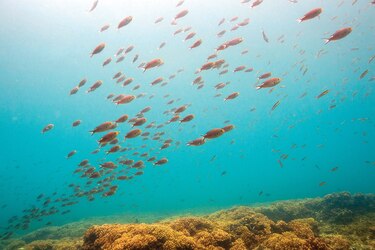 Luz verde al plan de manejo para el área de Coiba