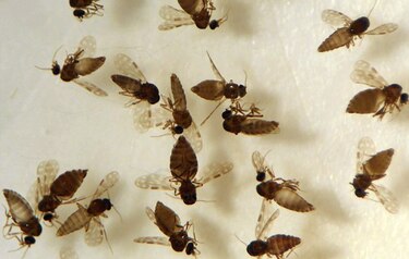 Oropouche: infección similar al dengue, ¿cepa proveniente de Italia, Cuba o Brasil?