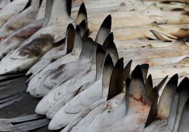 Estado de Nueva York prohíbe venta y posesión de aletas de tiburón