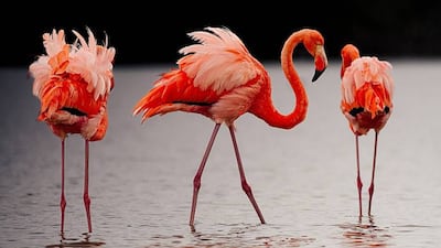 Las imágenes de las fascinantes especies del nuevo atlas de las islas Galápagos